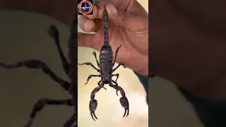 #scorpion #shorts  interesting short facts about scorpion || scorpion facts || short video
