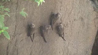 Amazing birds that live behind a waterfall!