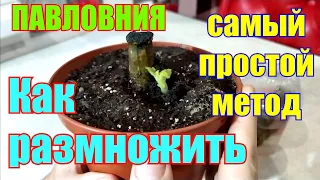 Как размножить павловнию. 100% способ укоренения черенков. Paulownia tree