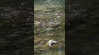 Salmon getting caught going upstream