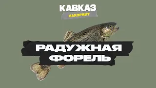 Кавказ накормит. Радужная Форель