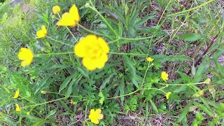 やっと春が来た！ ③ミツバツチグリ！ Potentilla freyniana.