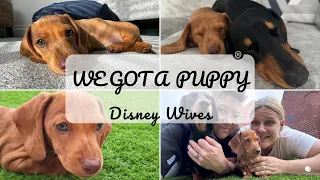 WE GOT A PUPPY! | Miniature Dachshund | Taking our new Puppy Home
