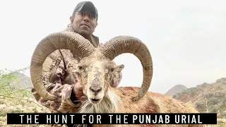 THE HUNT FOR THE PUNJAB URIAL