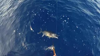 When 4 Tunas strike at once !