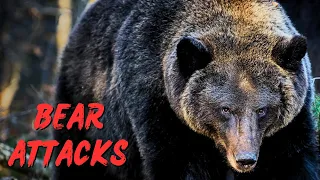 Compilation of HORRIFYING BEAR ATTACKS part 1