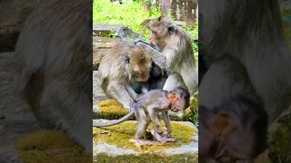 BRADY MONKEY. Orphan Monkey - Enjoy Watching Abandon Baby Monkey - Daily Wildlife Monkey