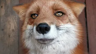 About keeping foxes indoors