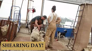 How We Shear Our Sheep (THE CHARLIE METHOD): Vlog 141