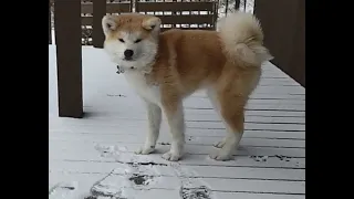 秋田犬 雪　初めての雪を体験❤