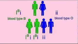 GENETICS 1: INHERITANCE OF BLOOD TYPE