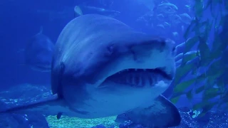 Sand Tiger Shark