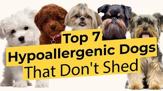 Top 7 Low Energy Hypoallergenic Dogs That Don’t Shed 🐶🦴🐶