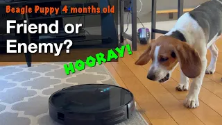 Friend or Enemy? Beagle puppy barks at a Robot vacuum cleaner. The noise level Apple Watch  goes …