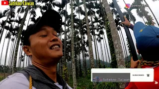 Panen pinang di taiwan