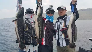 “我们不一样” - 钓后放- Catch & Release Giant Snakehead Thailand-  BKKGUY