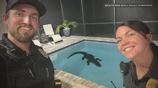 Florida homeowner spots massive animal swimming in their pool | Quickcast