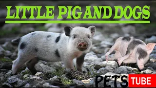 Did you know that PIGS CAN BE SO FUNNY? - FUNNY PIG AND DOGS VIDEOS will make you DIE LAUGHING 2021