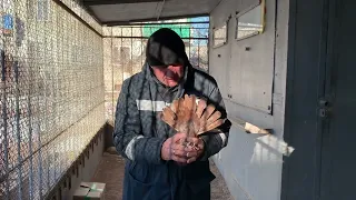 Кировоградские голуби - достояние Казахстана.