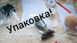 Фиалки! Рабочие моменты упаковки посылки.