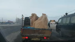 Везёт верблюда! Зимой в Сибири!