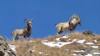 В горах Восточного Саяна