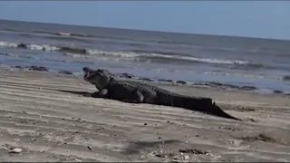 Massive alligator spotted on Texas beach