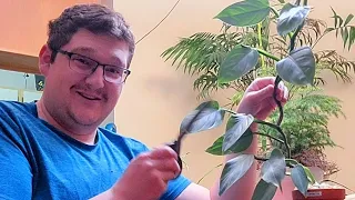 How to Propagate Silver Sword Philodendron ✂️🌿
