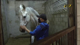 Лошадь – лекарь души и тела