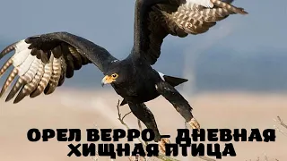 Орел Верро(Кафрский орел)–дневная хищная птица