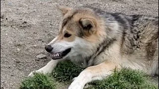 怒った狼犬が仔犬を吹っ転ばす瞬間