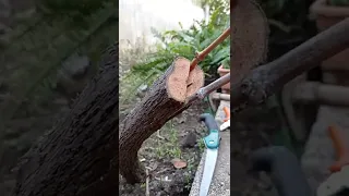 Grapevine grafting, different graft technique, practical grafting technique