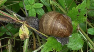 🐌 Polž s hišico - Helix pomatia (Linnaeus, 1758)