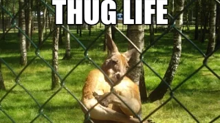 Best Thug LIFE Compilation #4 | Funny Thug Life Videos 2016