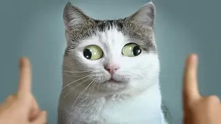 Funny Cats Videos | Part 237  🤣 | Funny Cats 2023 #funny #funnycats #cat