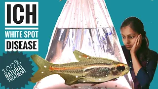 How to treat ICH ?? White spot disease in aquarium fish | 100% result | malayalam | ഒരു ICH അപാരത !!