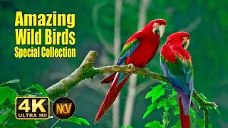 Birds Special Collection 2022 | copyright free video | Birds 4k Video Ultra Hd | Amazing Wild Birds