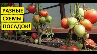 Томаты для теплицы. Как выбрать схему посадки томатов в теплице?