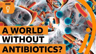 What would the world be like without antibiotics? | BBC Ideas