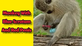 The Vervet Monkey | Blues Scrotum And Red Penis