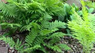 Ferns In The Wind Motion Background