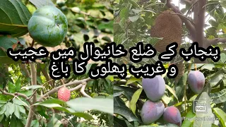 Amazing Fruits Garden In Punjab | Pakistani Awesome Fruit | Agriculture Farming Fruits Technology