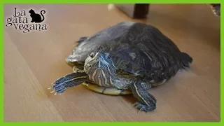 10 CONSEJOS PARA QUE UNA TORTUGA DE AGUA SEA FELIZ | TIPS PARA MEJORAR LA CALIDAD DE VIDA