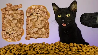CAT EATING WET & DRY FOOD ASMR MUKBANG