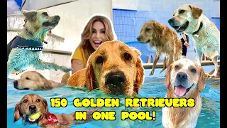 150 GOLDEN RETRIEVER DOGS IN ONE SWIMMING POOL!