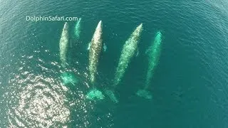 Drone Films 5 Whales Joining Pod of Dolphins off Dana Point From Above