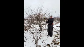 Winter pruning for an old apple tree