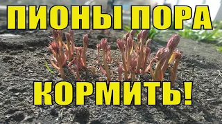 Пионы. Подкормка и уход за пионами для пышного цветения.