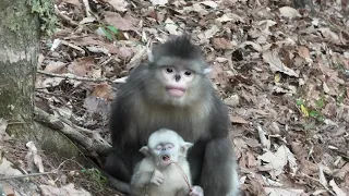 Baby Yunnan Snub-Nosed Monkey Is a Handful for Mom!