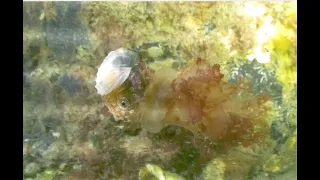 Paper Nautilus rides Jellyfish